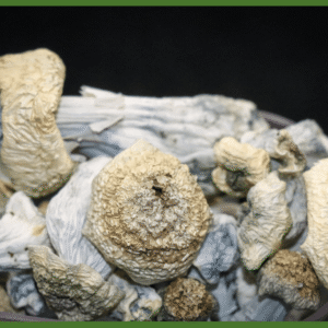 Albino Cambodians Magic Mushrooms
