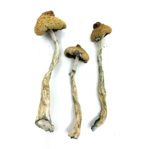 Arenal Volcano Magic Mushrooms