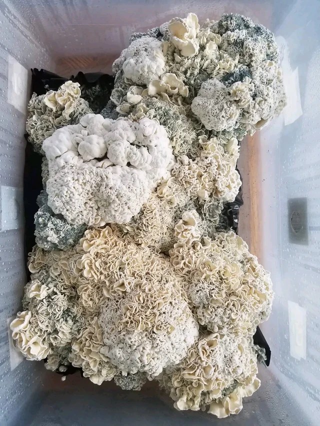 Buy Enigma Magic Mushrooms