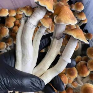 Buy Tidal Wave Shrooms