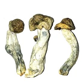 Flying Saucers aka Azurescens