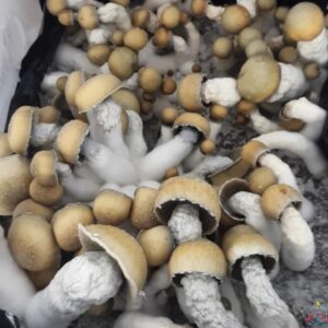 Melmac Penis Envy Mushrooms