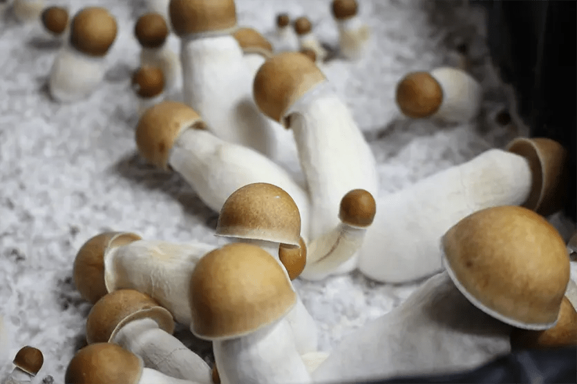 Penis Envy Magic Mushrooms - Image 2