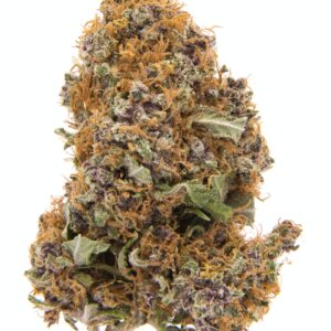 Purple Haze Sativa Strain